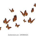 畅游丽星邮轮,尽享亚洲第一赌场的精彩游戏与服务 39vdru