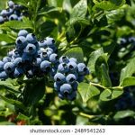 如何快速找到红宝石网站的官方网址和相关信息 kj1sln3q