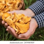 如何选择升得源体育在线投注平台,提升您的投注技巧 v0shv84cm